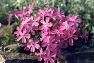 Phlox borealis